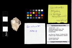 Foto (Objekt + Etikett) von Goniodromites polyodon (Reuss, 1858)  (NHMW-GEO-1990-0041-2622)
